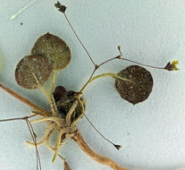 Image of Reveal's buckwheat
