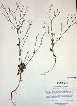 Image of chaparral buckwheat