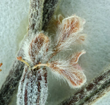 Image of chaparral buckwheat