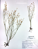 Image of Davidson's buckwheat