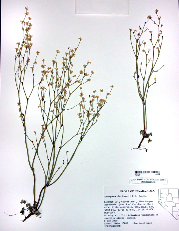 Image of Davidson's buckwheat