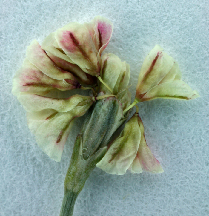 Image of Davidson's buckwheat