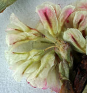 Image of Davidson's buckwheat
