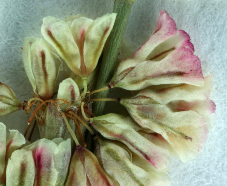 Image of Davidson's buckwheat