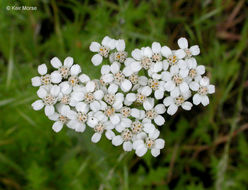 Image of yarrow, milfoil