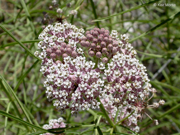 Image de Asclepias fascicularis Decne.