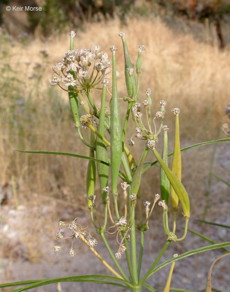 Image de Asclepias fascicularis Decne.