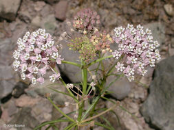 Image de Asclepias fascicularis Decne.