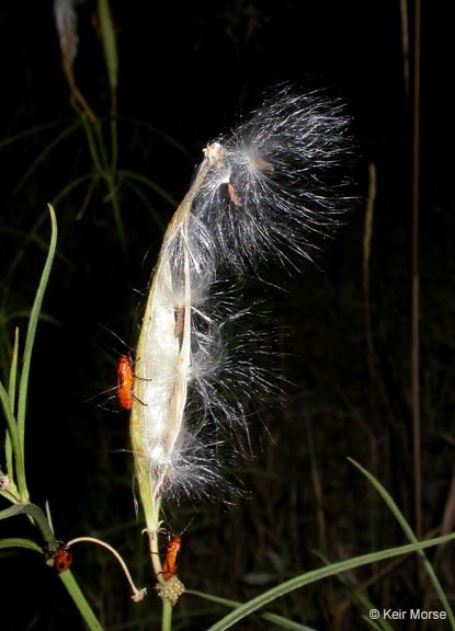 Image de Asclepias fascicularis Decne.