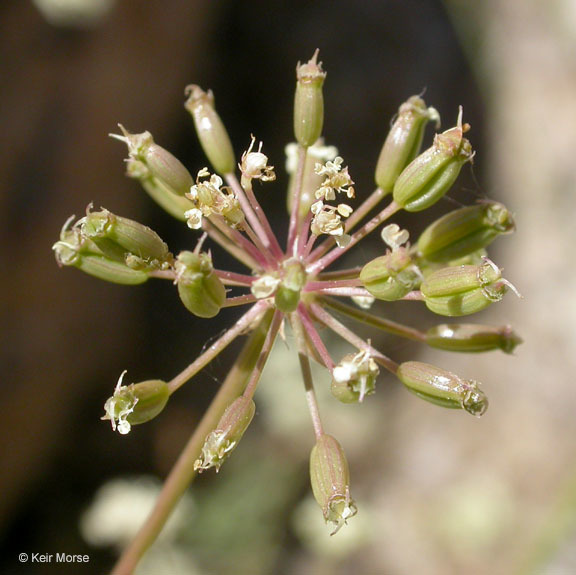 Imagem de Perideridia californica (Torr.) A. Nels. & J. F. Macbr.