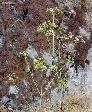 Imagem de Perideridia californica (Torr.) A. Nels. & J. F. Macbr.