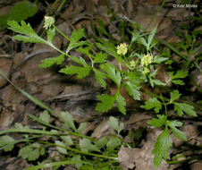 Imagem de Sanicula bipinnata Hook. & Arn.