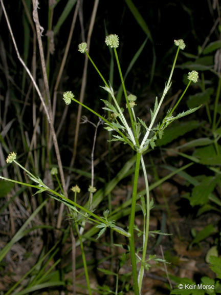 Imagem de Sanicula bipinnata Hook. & Arn.