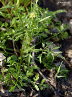 Imagem de Sanicula bipinnata Hook. & Arn.