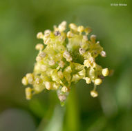 Imagem de Sanicula bipinnata Hook. & Arn.