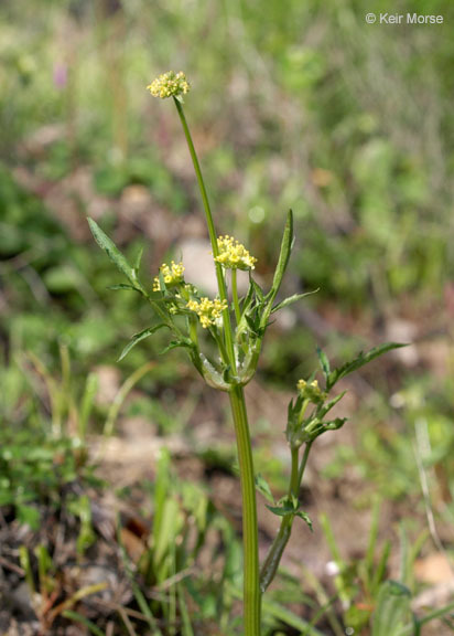 Imagem de Sanicula bipinnata Hook. & Arn.