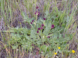 Imagem de Sanicula bipinnatifida Dougl.