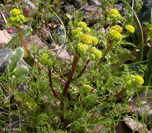 Image of turkey pea