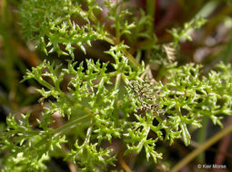 Plancia ëd Sanicula tuberosa Torr.