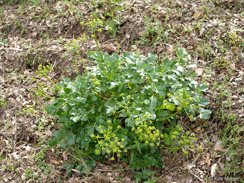 Image of Hartweg's umbrellawort