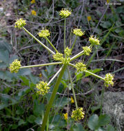 Слика од Tauschia hartwegii (A. Gray) J. F. Macbr.