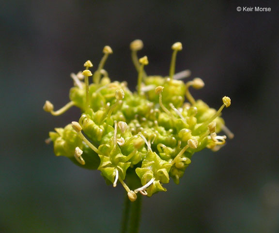 Слика од Tauschia hartwegii (A. Gray) J. F. Macbr.