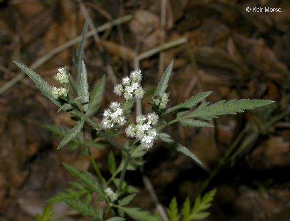 Image of spreading hedgeparsley