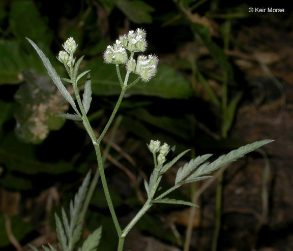 Image of spreading hedgeparsley