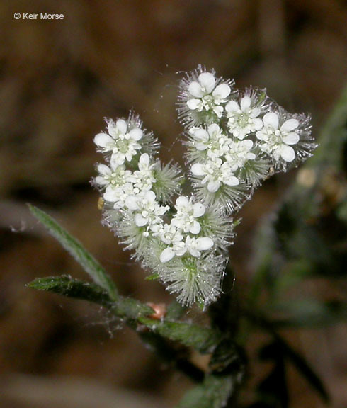 Image of spreading hedgeparsley