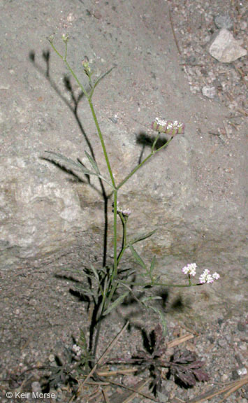 Imagem de Torilis arvensis (Hudson) Link