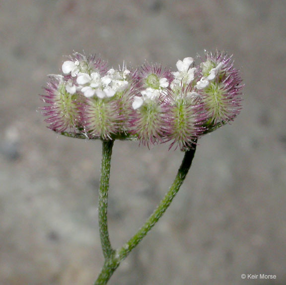 Image of spreading hedgeparsley