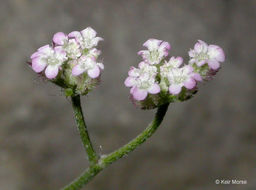 Image of spreading hedgeparsley