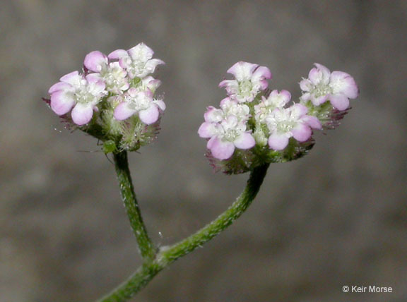 Image of spreading hedgeparsley