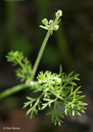 Plancia ëd Yabea microcarpa (Hook. & Arn.) Koso-Pol.