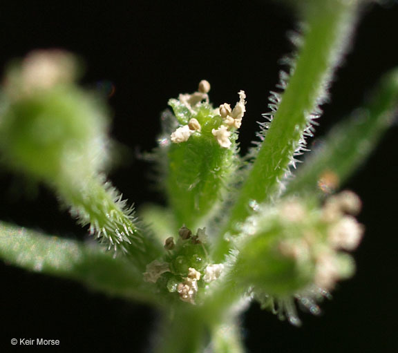 Imagem de Yabea microcarpa (Hook. & Arn.) Koso-Pol.