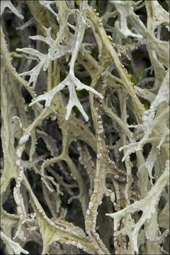 Image of farinose cartilage lichen