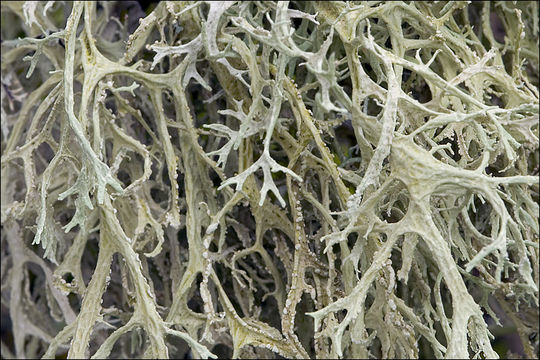 Image of farinose cartilage lichen