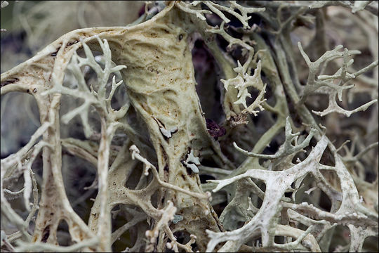 Image of farinose cartilage lichen