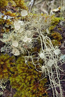 Imagem de Usnea filipendula Stirt.