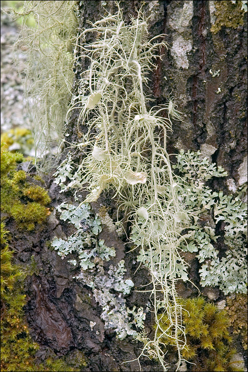 Imagem de Usnea filipendula Stirt.