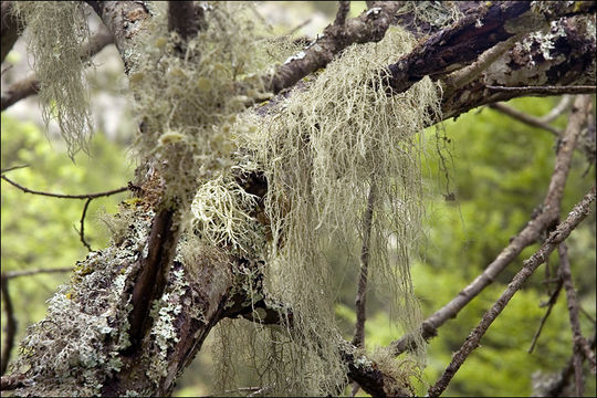 Image of Beard lichen