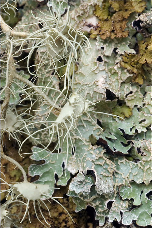 Imagem de Usnea filipendula Stirt.