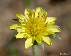 Image de Agoseris heterophylla (Nutt.) Greene