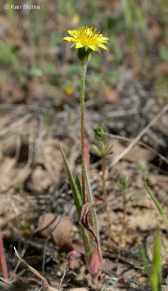 Image de Agoseris heterophylla (Nutt.) Greene