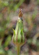 Image de Agoseris heterophylla (Nutt.) Greene