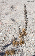 Image of flatspine bur ragweed