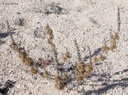 Image of flatspine bur ragweed