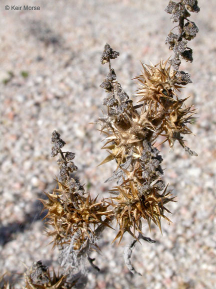 Image of flatspine bur ragweed