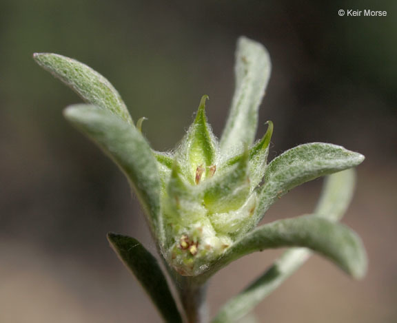 Imagem de Ancistrocarphus filagineus A. Gray