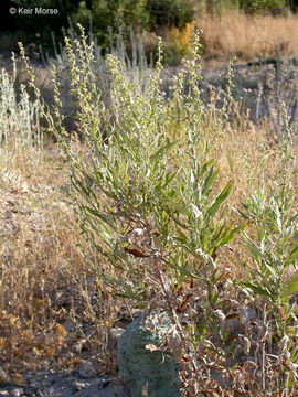 Image of Douglas' sagewort